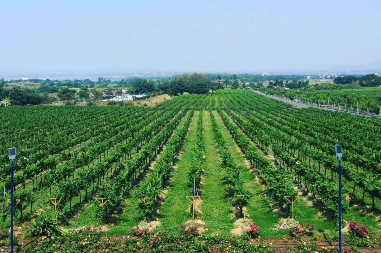 Sula Wines and Nashik: How the Region Became Associated with Indian Wine 22 A scenic vineyard featuring neatly arranged rows of lush green grapevines under a clear blue sky.