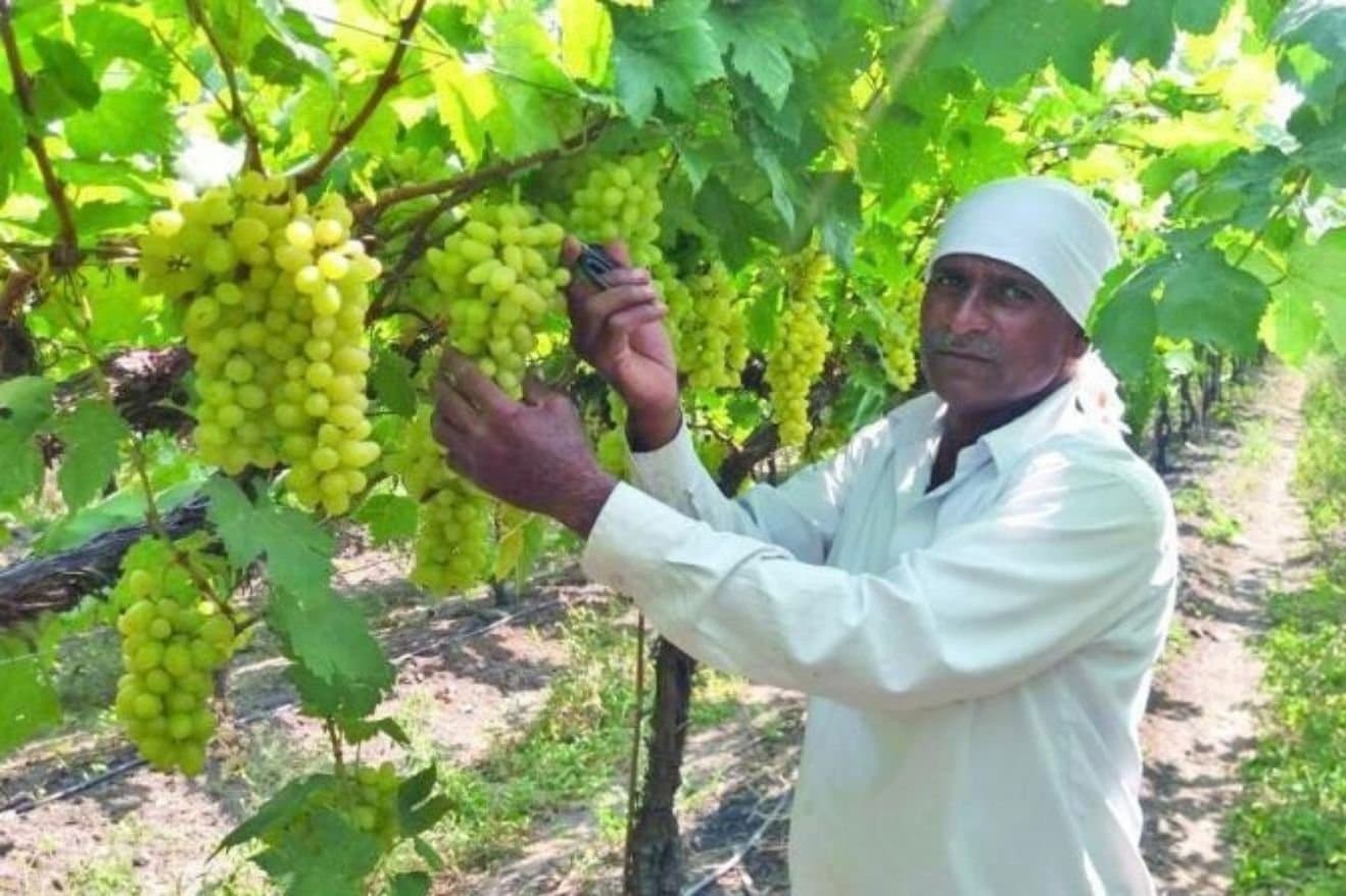 Sula Wines and Nashik: How the Region Became Associated with Indian Wine 23 A man harvesting grapes from a vineyard, surrounded by lush green vines under a clear blue sky.