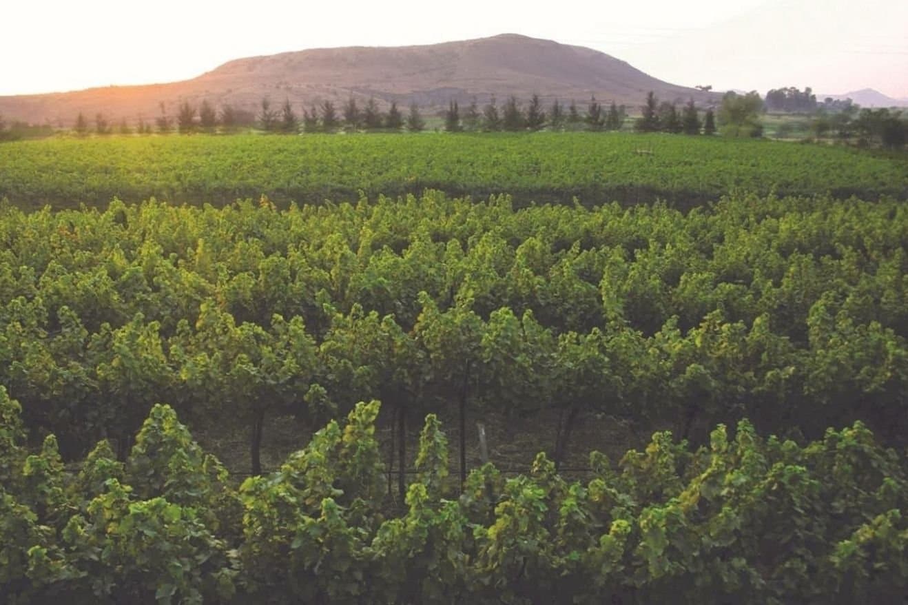 Sula Wines and Nashik: How the Region Became Associated with Indian Wine 21 A lush vineyard with green vines stretches across the foreground, framed by majestic mountains in the background.