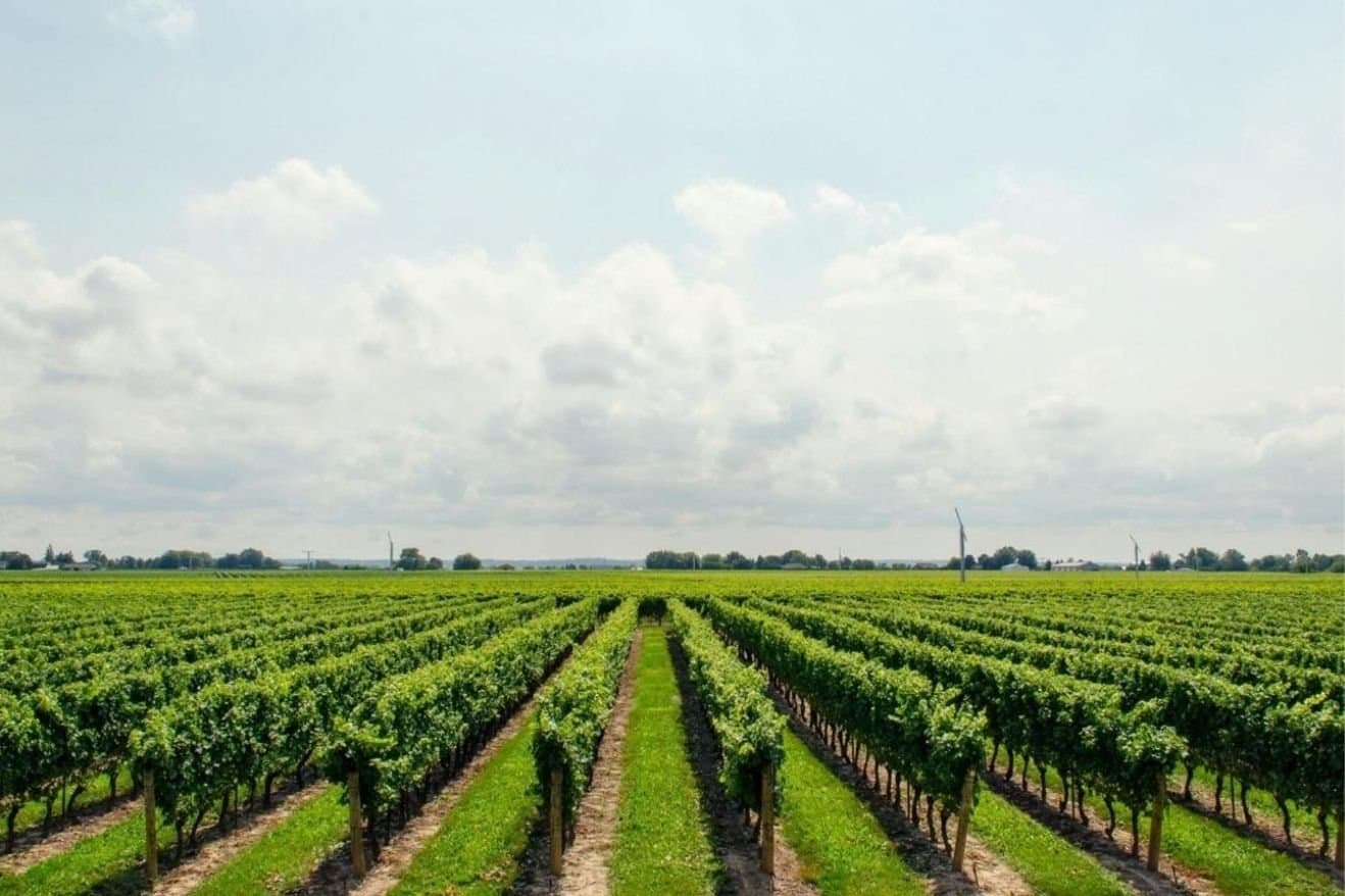 Sula Wines and Nashik: How the Region Became Associated with Indian Wine 24 A vineyard field featuring neatly arranged rows of lush green grapevines under a clear blue sky.